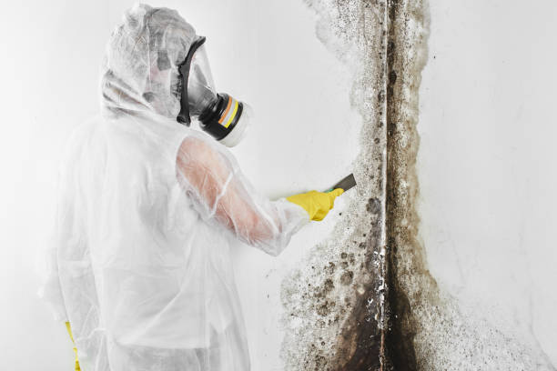 Best Bathroom Mold Remediation in Mound Bayou, MS