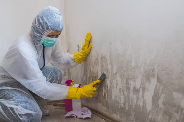 Best Mold Remediation for Schools in Mound Bayou, MS